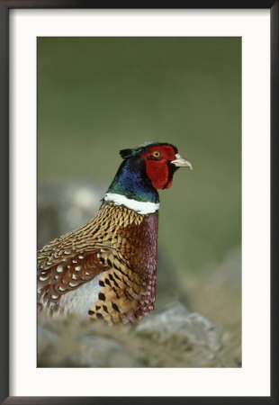 Pheasant, Phasianus Colchicus Portrait Of Adult Male, Scotland by Mark Hamblin Pricing Limited Edition Print image