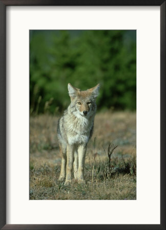 Coyote, Canis Latrans Adult Standing On Forest Edge Yellowstone National Park, Wyoming by Mark Hamblin Pricing Limited Edition Print image
