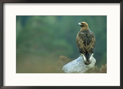 Golden Eagle by Mark Hamblin Pricing Limited Edition Print image