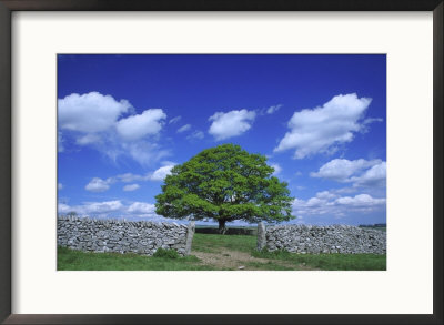 Common Oak Tree, Peak District National Park, England by Mark Hamblin Pricing Limited Edition Print image