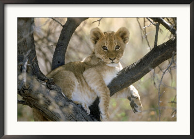 African Lion, Cub, Botswana by Mark Hamblin Pricing Limited Edition Print image
