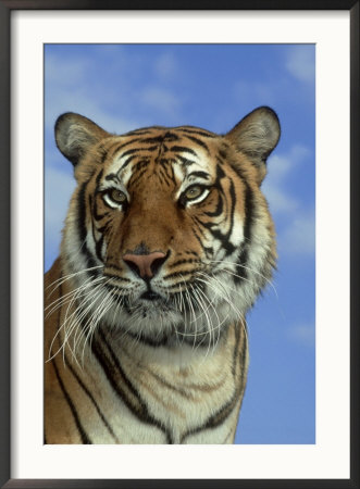 Bengal Tiger, Panthera Tigris, Endangered, Asian Forests by Brian Kenney Pricing Limited Edition Print image