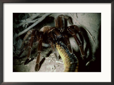 Tarantula, Eating Snake, Venezuela by Nick Gordon Pricing Limited Edition Print image