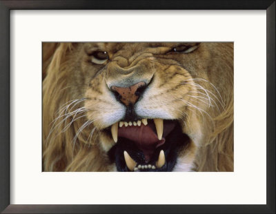 Close-Up Of Growling Male Lion by John Botkin Pricing Limited Edition Print image