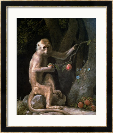 Portrait Of A Monkey Dated 1774 by George Stubbs Pricing Limited Edition Print image