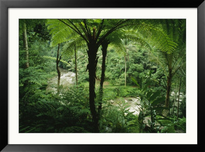 The Agung River Cuts Through A Dense Rain Forest Of Ferns And Trees by Eightfish Pricing Limited Edition Print image