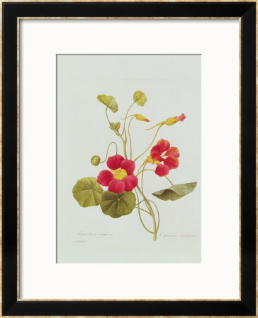 Tropaeolum Majus Var (Nasturtium) by Pierre-Joseph Redouté Pricing Limited Edition Print image