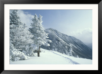 Snow Covered Trees And Snowshoe Tracks, White Mountain National Forest, New Hampshire, Usa by Jerry & Marcy Monkman Pricing Limited Edition Print image