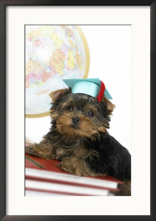 Yorkshire Terrier Graduating From College by Fogstock Llc Pricing Limited Edition Print image