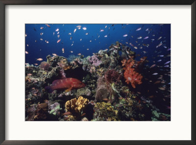 A Vibrant Reef Scene With Varieties Of Coral, Fishes, And A Coral Cod by Tim Laman Pricing Limited Edition Print image