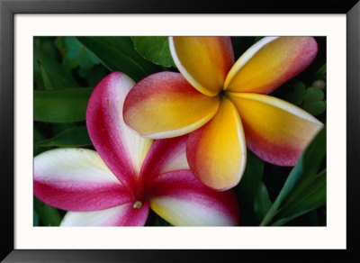 Frangipani Flower Detail, Cook Islands by Jean-Bernard Carillet Pricing Limited Edition Print image