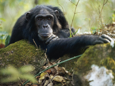 Male Chimpanzee Resting On Rock 'Pax', Gombe National Park, Tanzania, 2002 by Anup Shah Pricing Limited Edition Print image