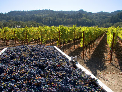 Harvested Wine Grapes In Napa Valley, California, Usa by David R. Frazier Pricing Limited Edition Print image