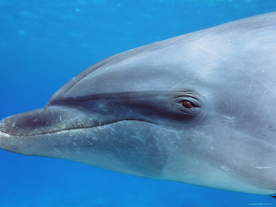 Bottlenose Dolphin Face Portrait, Caribbean by Doug Perrine Pricing Limited Edition Print image
