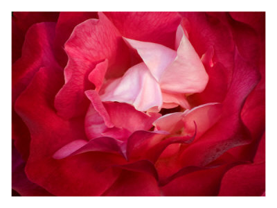 Petal Origami by Charlie Morey Pricing Limited Edition Print image