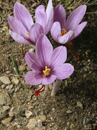 Three Lovely Saffron Crocus Blossoms Spring From The Earth, California by Sylvia Sharnoff Pricing Limited Edition Print image