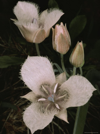 Close-Up Of Pussy-Ears Blossoms And Buds, Oregon by Sylvia Sharnoff Pricing Limited Edition Print image