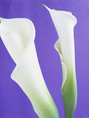 Two Calla Lilies by David Loftus Pricing Limited Edition Print image