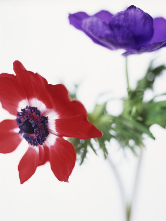 Two Anemones by David Loftus Pricing Limited Edition Print image