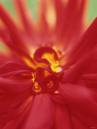 A Red Flower by David Loftus Pricing Limited Edition Print image