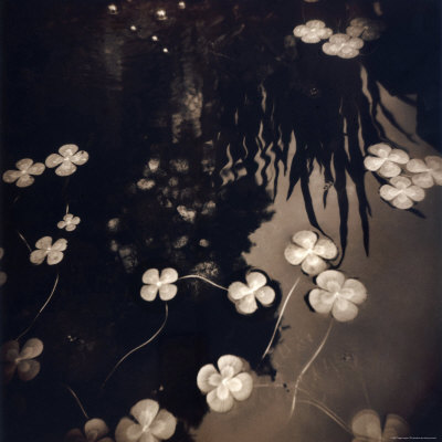 Floating Clovers by Jennifer Shaw Pricing Limited Edition Print image