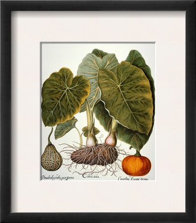Gourd, Taro, & Pumpkin by Nathaniel Currier Pricing Limited Edition Print image