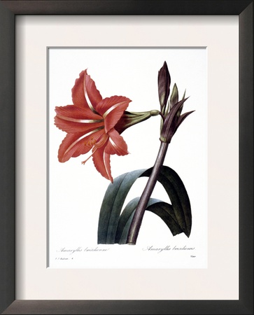 Amaryllis by Pierre-Joseph Redoute Pricing Limited Edition Print image