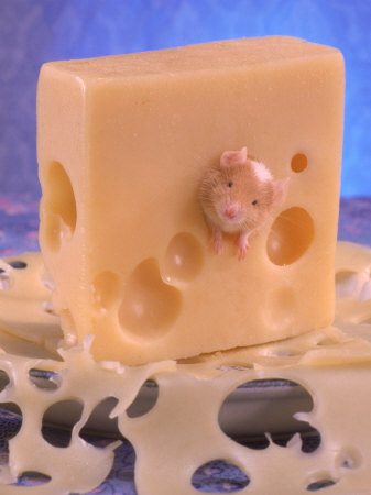 Mouse Peeking Out Of A Block Of Swiss Cheese by Richard Stacks Pricing Limited Edition Print image
