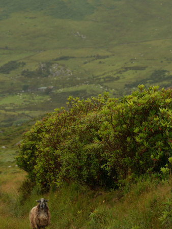 Ireland, Sheep At Side Of Road by Keith Levit Pricing Limited Edition Print image