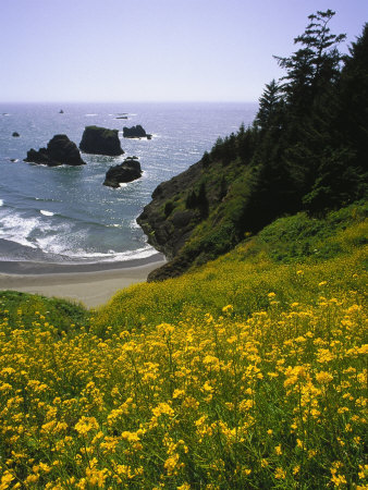 Oregon, Wildflowers And Coastline by Wallace Garrison Pricing Limited Edition Print image