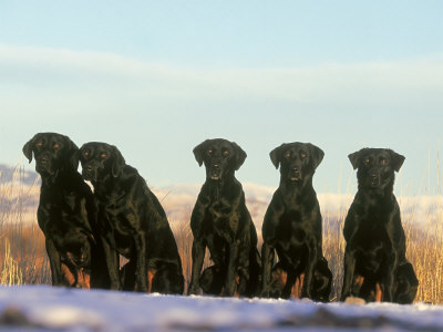 Black Labs, Montana by Alan And Sandy Carey Pricing Limited Edition Print image