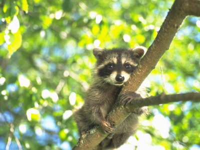 Baby Raccoon by Frank Siteman Pricing Limited Edition Print image