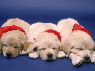Three Golden Retriever Puppies by Frank Siteman Pricing Limited Edition Print image