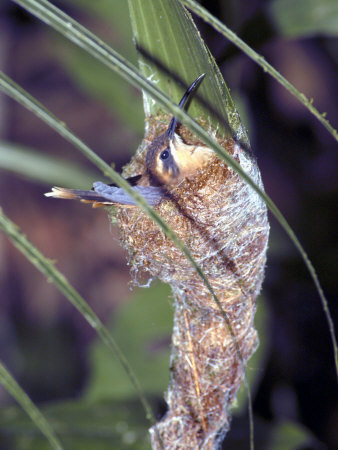 Little Hermit Hummingbird, Female On Nest, Costa Rica by Michael Fogden Pricing Limited Edition Print image