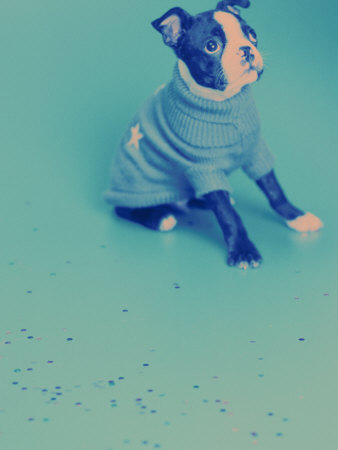 Boston Terrier Puppy Sitting With Sweater by Fogstock Llc Pricing Limited Edition Print image
