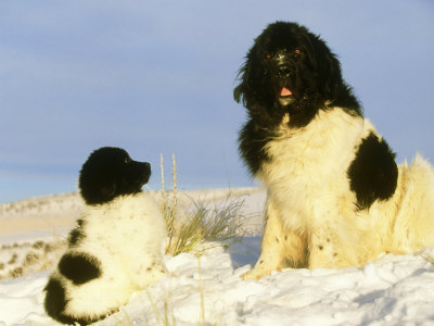 Newfoundland Dog With Puppy In Winter, Usa by Alan And Sandy Carey Pricing Limited Edition Print image