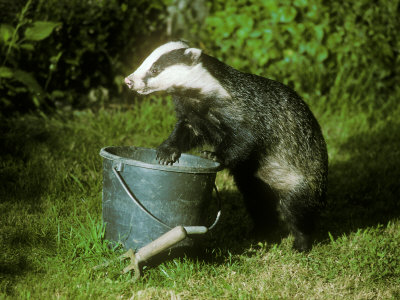 Badger, With Bucket In Garden by David Boag Pricing Limited Edition Print image