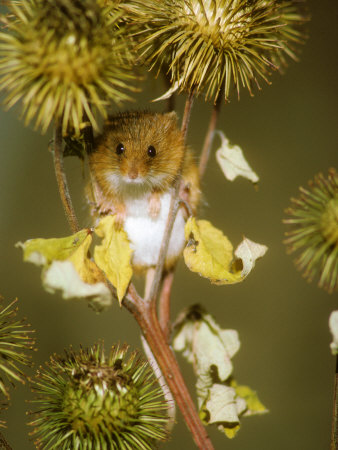 Harvest Mouse On Burdock Stem by David Boag Pricing Limited Edition Print image