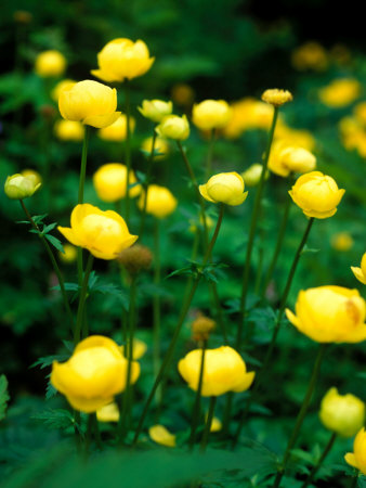 Trollius Europaeus (Globe Flower), Close-Up Of Flowers With Foliage by Pernilla Bergdahl Pricing Limited Edition Print image