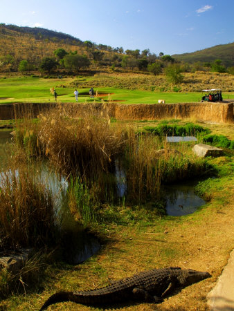 Crocodile At The 13Th Hole Of The Lost City Golf Course, Sun City, South Africa by Roger De La Harpe Pricing Limited Edition Print image