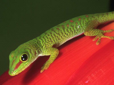 Madagascar Day Gecko by Marian Bacon Pricing Limited Edition Print image