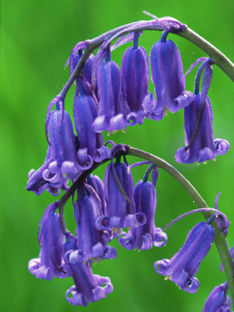 Bluebells, Flowers, Scotland by Niall Benvie Pricing Limited Edition Print image