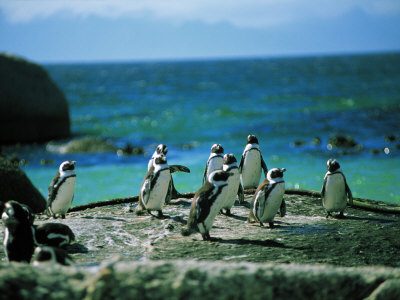 Penguin Colony, Near Cape Town, South Africa by Jacob Halaska Pricing Limited Edition Print image