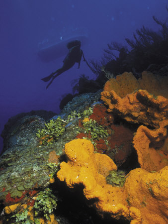 Silhouette Of Diver Above Corals-Cayman by Shirley Vanderbilt Pricing Limited Edition Print image