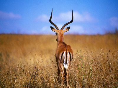 Back Of Male Impala, Nairobi Park, Kenya by Rick Strange Pricing Limited Edition Print image