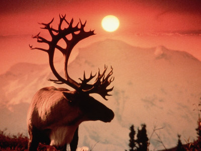 Silhouette Of Caribou, Mt. Mckinley, Ak by Ewing Galloway Pricing Limited Edition Print image