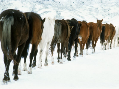 Horses Trudging Through Snow, Co by Joseph B. Rife Pricing Limited Edition Print image