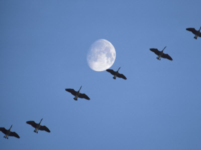 Canada Geese, Branta Canadensis, Flying Past Moon by Ken Wardius Pricing Limited Edition Print image