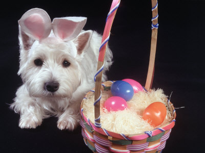 Terrier Dog Dressed As Easter Bunny by Jeffry Myers Pricing Limited Edition Print image