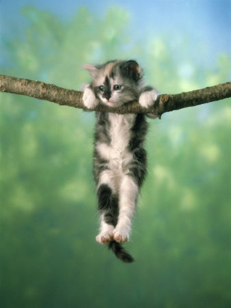 Kitten Hanging From A Tree Limb by Richard Stacks Pricing Limited Edition Print image